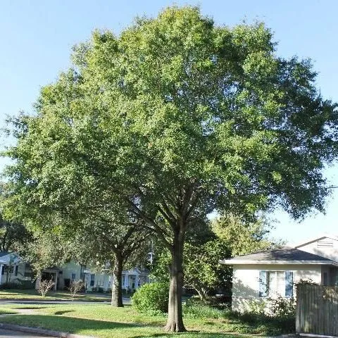 thumbnail for publication: Quercus laurifolia: Laurel Oak